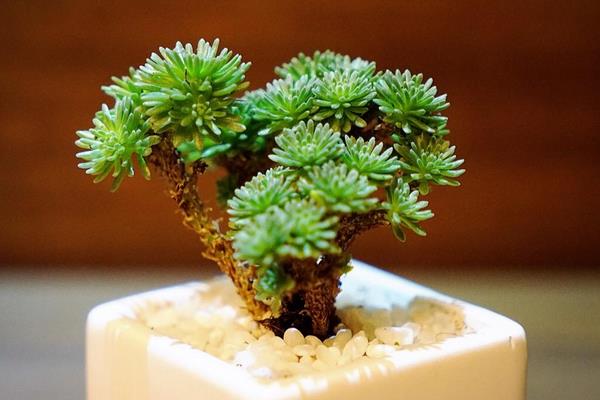 多肉植物球松怎么养的过夏天 球松养殖方法与注意事项