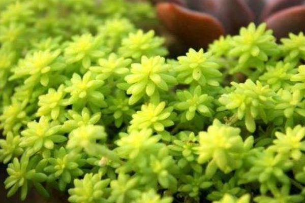 黄金万年草图片大全（爆盆） 黄金万年草多肉特点与简介