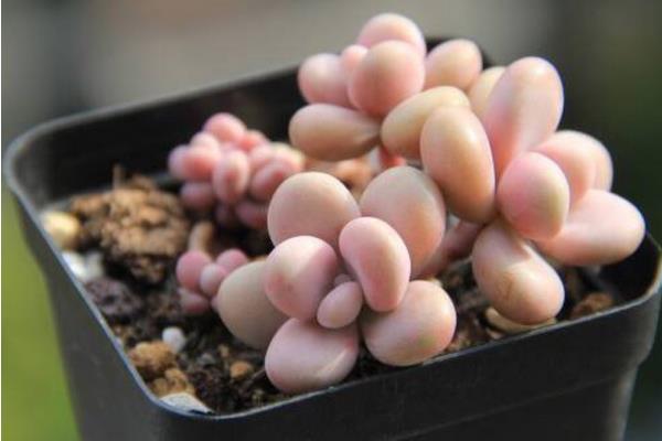 桃之卵、桃蛋、桃美人、艾伦的区别是什么(特点) 桃蛋(桃之卵)的养护法