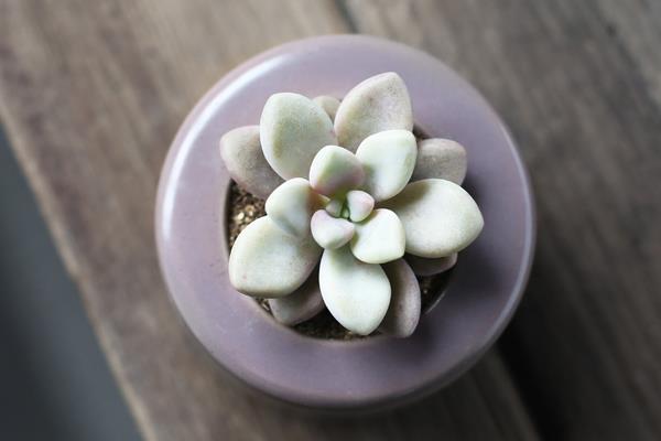 桃之卵、桃蛋、桃美人、艾伦的区别是什么(特点) 桃蛋(桃之卵)的养护法