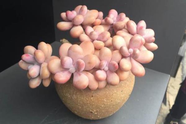 桃之卵、桃蛋、桃美人、艾伦的区别是什么(特点) 桃蛋(桃之卵)的养护法