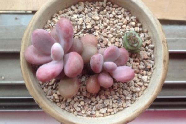 桃之卵、桃蛋、桃美人、艾伦的区别是什么(特点) 桃蛋(桃之卵)的养护法