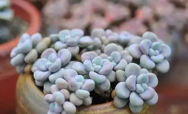 桃之卵、桃蛋、桃美人、艾伦的区别是什么(特点) 桃蛋(桃之卵)的养护法