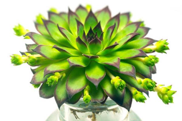 多肉佛座莲和观音莲的区别是什么(哪个贵) 佛座莲的繁殖方法