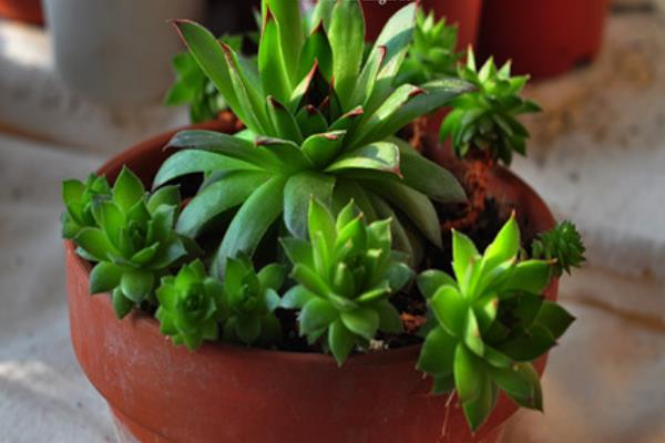 多肉佛座莲和观音莲的区别是什么(哪个贵) 佛座莲的繁殖方法