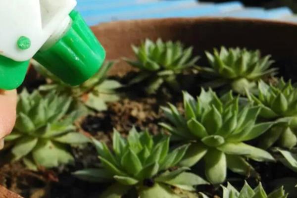 多肉佛座莲和观音莲的区别是什么(哪个贵) 佛座莲的繁殖方法