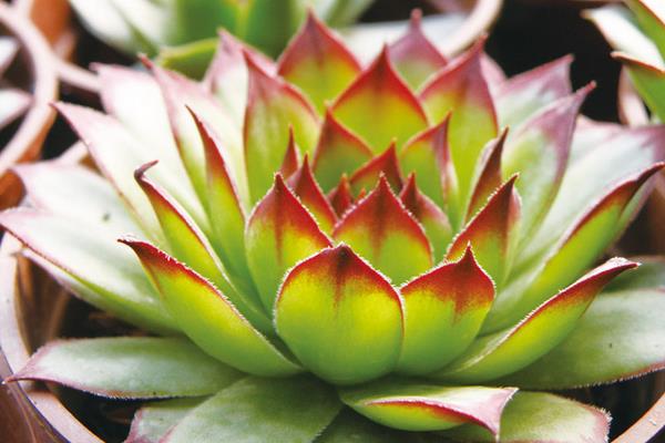 多肉佛座莲和观音莲的区别是什么(哪个贵) 佛座莲的繁殖方法