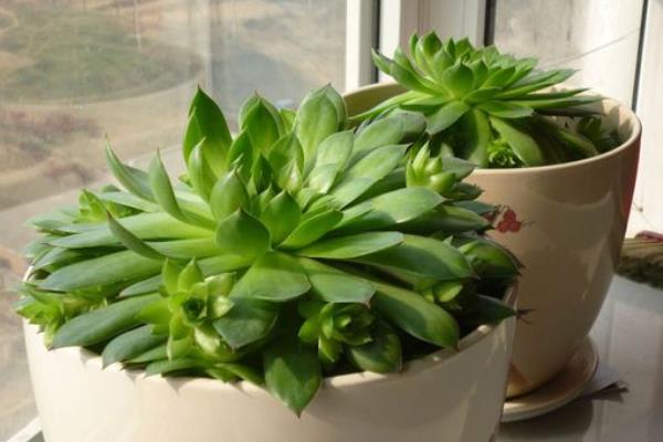 多肉佛座莲和观音莲的区别是什么(哪个贵) 佛座莲的繁殖方法