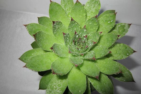 佛座莲多肉开花吗 佛座莲养殖方法与注意事项