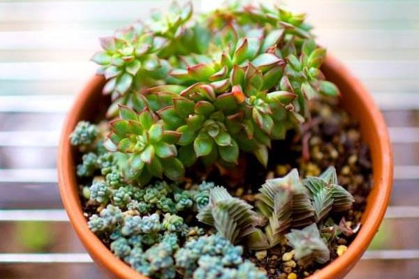 多肉植物女雏的繁殖方法（叶插方法） 女雏的养殖方法