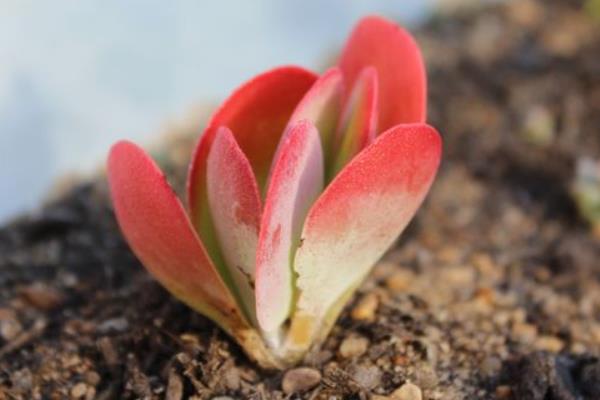 多肉植物唐印图片大全(含老桩) 唐印多肉特点与简介