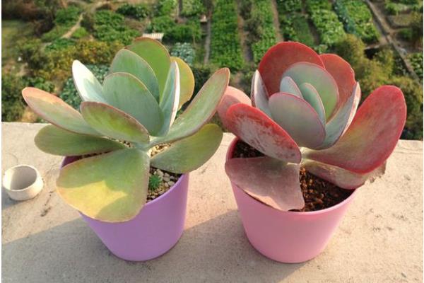 多肉植物唐印图片大全(含老桩) 唐印多肉特点与简介