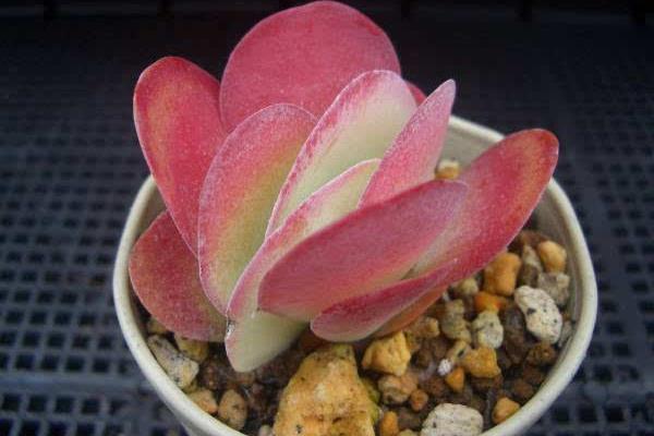 多肉植物唐印图片大全(含老桩) 唐印多肉特点与简介