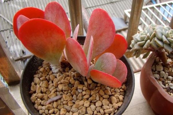 多肉植物唐印图片大全(含老桩) 唐印多肉特点与简介