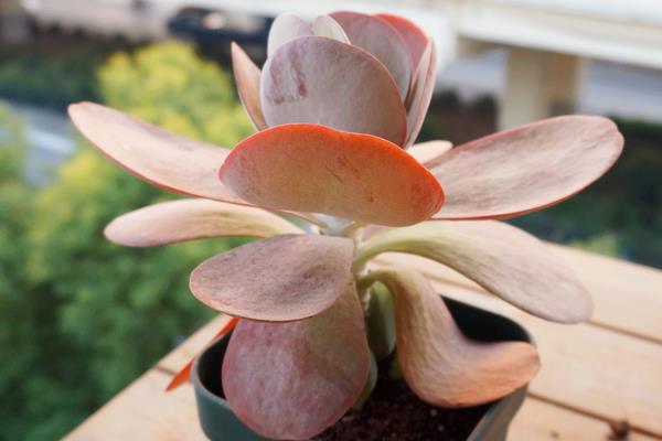 多肉植物唐印图片大全(含老桩) 唐印多肉特点与简介