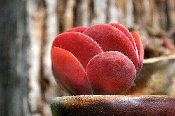 多肉植物唐印图片大全(含老桩) 唐印多肉特点与简介