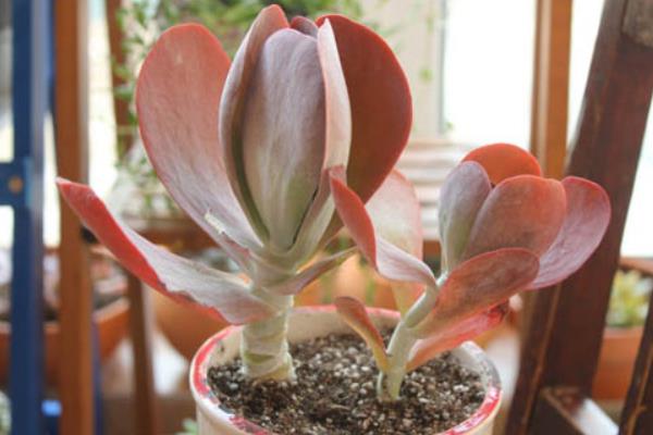 多肉植物唐印图片大全(含老桩) 唐印多肉特点与简介