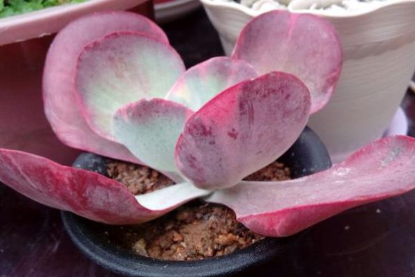 多肉植物唐印图片大全(含老桩) 唐印多肉特点与简介