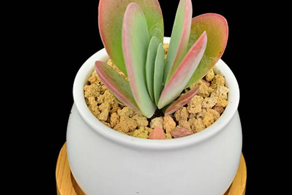 多肉植物唐印图片大全(含老桩) 唐印多肉特点与简介