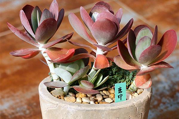 多肉植物唐印图片大全(含老桩) 唐印多肉特点与简介