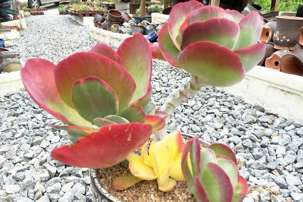 多肉植物唐印图片大全(含老桩) 唐印多肉特点与简介