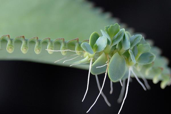 落地生根图片大全(含开花) 落地生根品种大全
