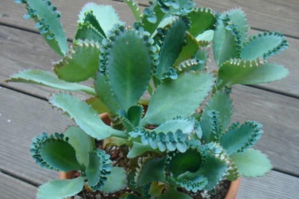 落地生根图片大全(含开花) 落地生根品种大全