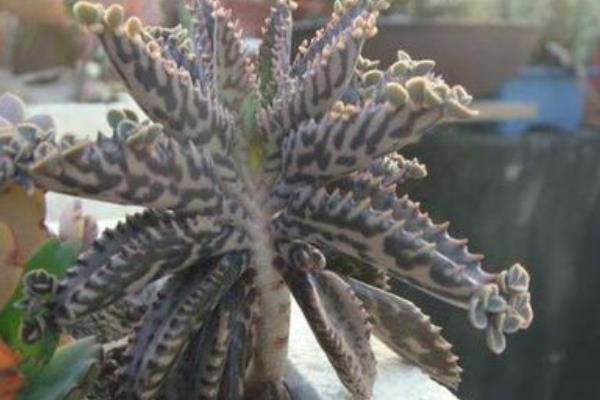 落地生根图片大全(含开花) 落地生根品种大全