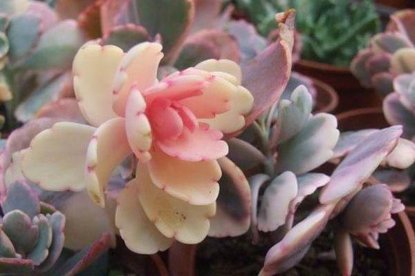 落地生根图片大全(含开花) 落地生根品种大全