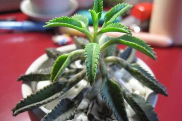 落地生根图片大全(含开花) 落地生根品种大全