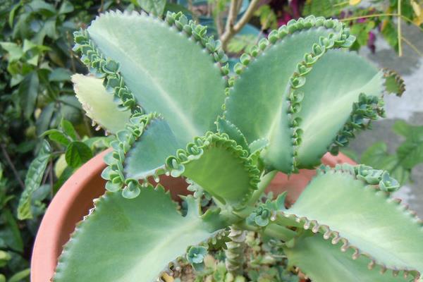 落地生根图片大全(含开花) 落地生根品种大全