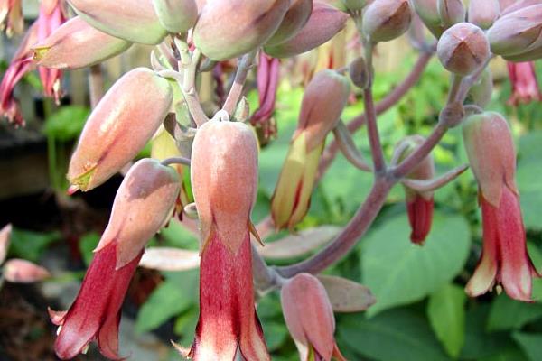 落地生根图片大全(含开花) 落地生根品种大全