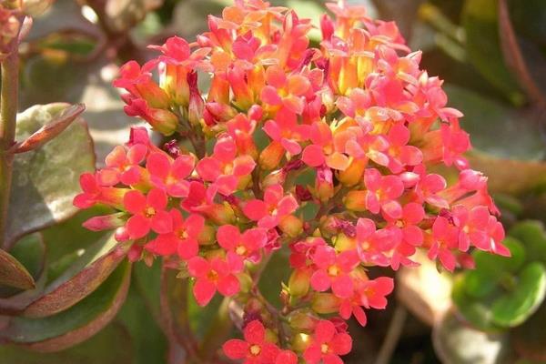 落地生根图片大全(含开花) 落地生根品种大全