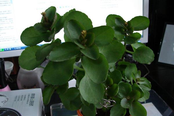 落地生根图片大全(含开花) 落地生根品种大全