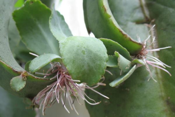 落地生根图片大全(含开花) 落地生根品种大全