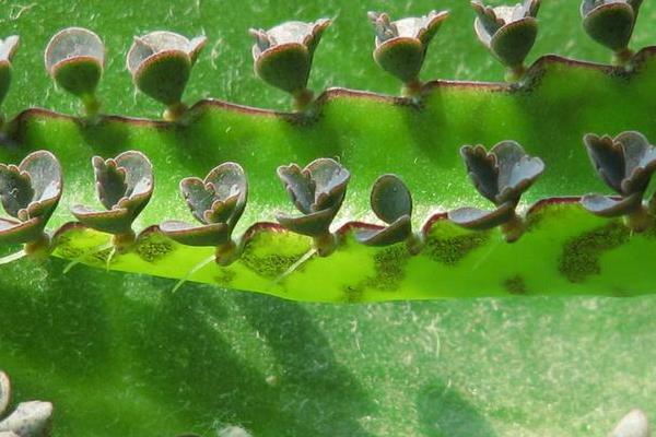 落地生根浇水、施肥方法 落地生根叶子边缘发黑发红怎么办