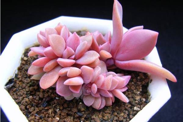 初恋多肉图片大全(老桩) 多肉初恋特点与简介