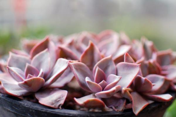 初恋多肉图片大全(老桩) 多肉初恋特点与简介