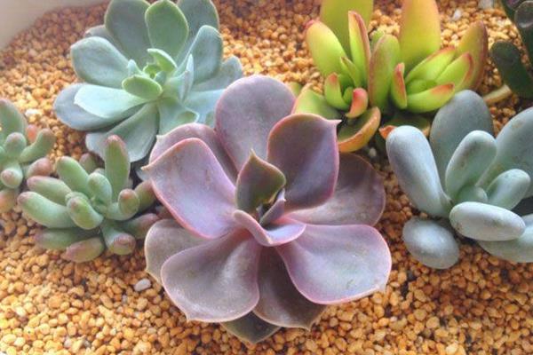 初恋多肉图片大全(老桩) 多肉初恋特点与简介