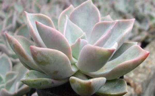 初恋多肉图片大全(老桩) 多肉初恋特点与简介