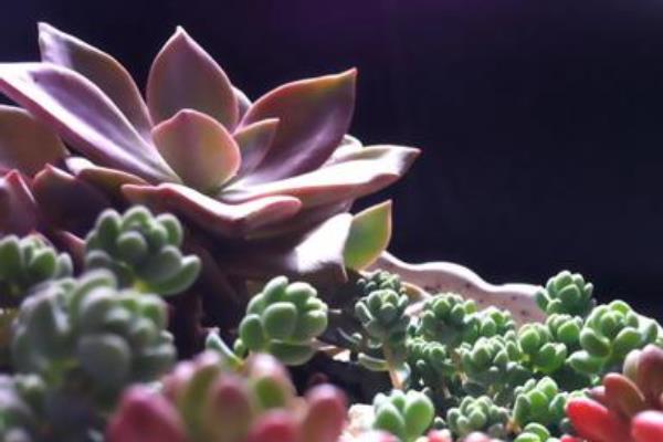 初恋多肉图片大全(老桩) 多肉初恋特点与简介