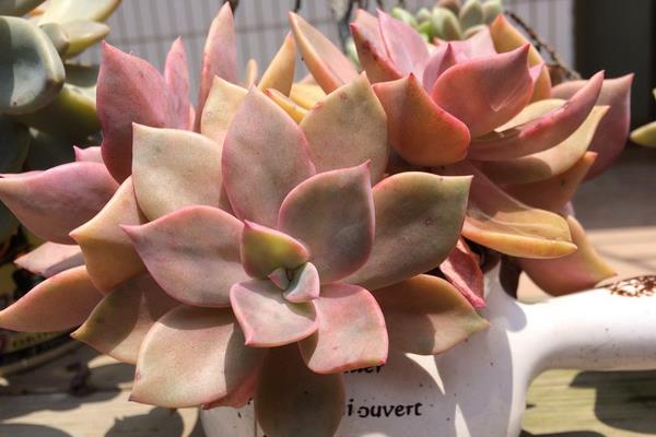 初恋多肉图片大全(老桩) 多肉初恋特点与简介