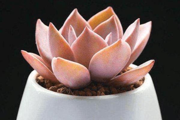 初恋多肉图片大全(老桩) 多肉初恋特点与简介