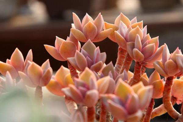 初恋多肉图片大全(老桩) 多肉初恋特点与简介