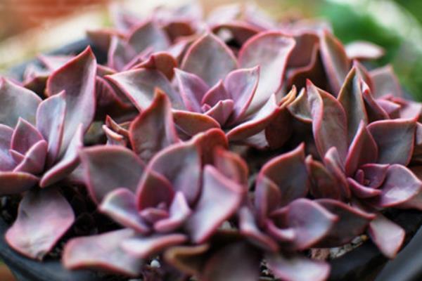 初恋多肉图片大全(老桩) 多肉初恋特点与简介