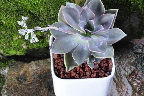 初恋多肉图片大全(老桩) 多肉初恋特点与简介