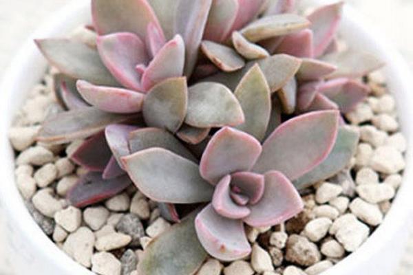 初恋多肉图片大全(老桩) 多肉初恋特点与简介