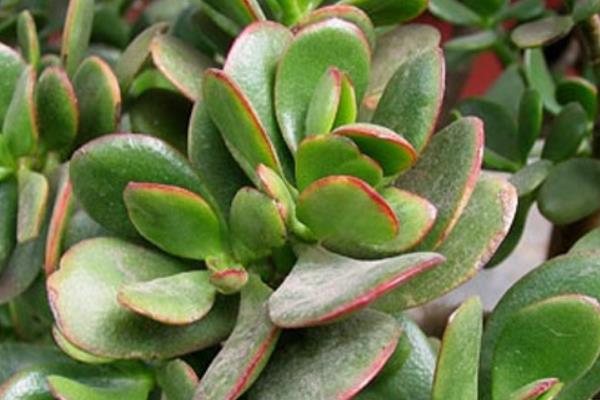 燕子掌图片大全(好看的造型) 燕子掌多肉特点与简介