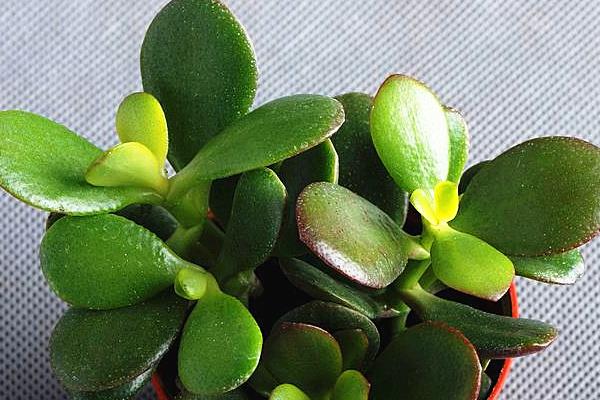 燕子掌图片大全(好看的造型) 燕子掌多肉特点与简介