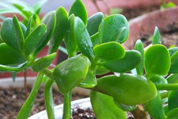 燕子掌图片大全(好看的造型) 燕子掌多肉特点与简介